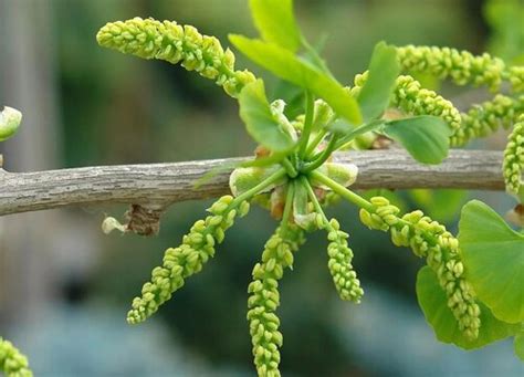 石榴树辟邪|道教：12种树木及草本植物，有镇宅辟邪保家人平安健康的好处